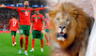 ¿Por qué la selección de Marruecos es conocida como los leones del Atlas?