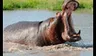 Hipopótamo se traga a niño de 2 años, pero lo escupe aún con vida 