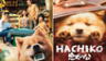 ‘Hachiko 2’: fecha de estreno, sinopsis, tráiler y más sobre la secuela del perro ‘más fiel del mundo’