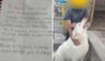 Niño se reencontró con perrito que dejó en albergue: su tierna historia es viral