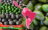 Luna, la nueva variedad de palta escogida como el mejor invento agronómico que se produce en Latinoamérica
