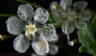 La ‘flor de cristal’ se vuelve transparente con la lluvia: crece solo en 3 países y uno está en América