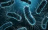 Sorprendente avance para la Ciencia: inteligencia artificial resuelve en dos días misterio sobre superbacterias que tomó 10 años