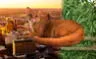 After 40 years of absence, an extinct-thought predator Cat is found in its natural environment in Texas