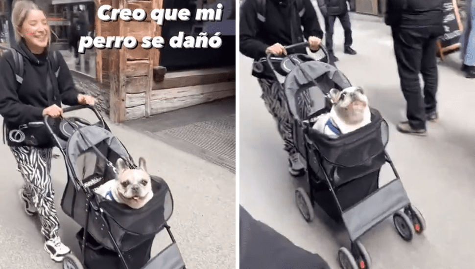 Perro bulldog pasea por la calle y sorprende con su peculiar ladrido: "Se bugeó"