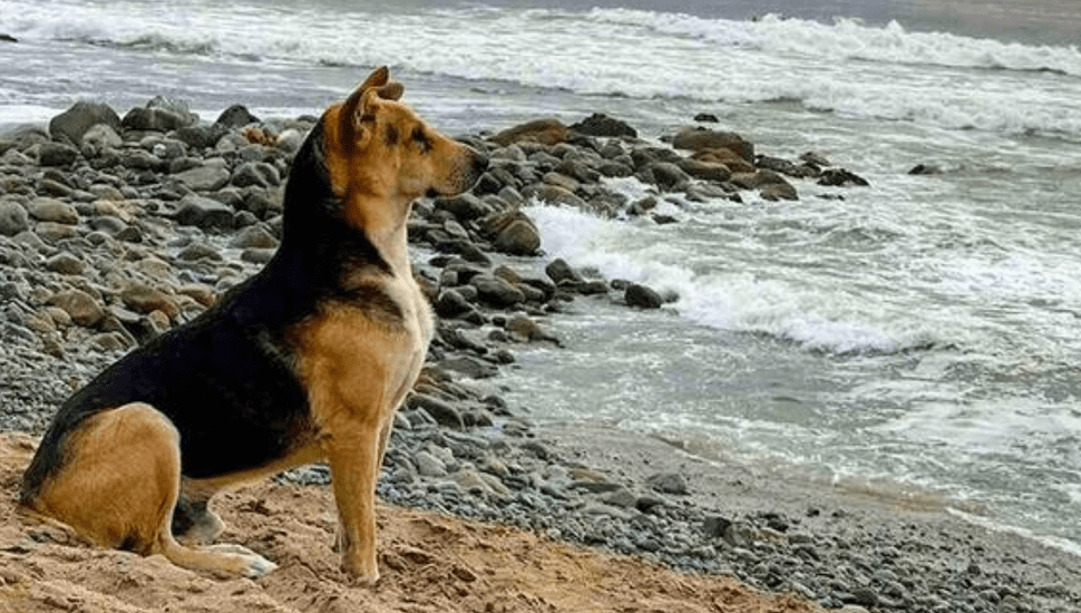 Conoce la conmovedora historia de Vaguito, el perro que inspiró una película: ¿cuándo se estrenará en Perú?