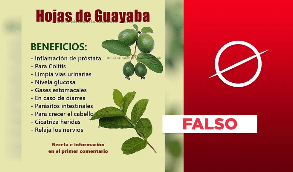 Esta publicación sobre las propiedades de la hoja de la guayaba